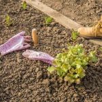 Growing tomatoes, cucumbers, and peppers in Minnesota Vegetable Gardening for a bountiful harvest