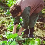 A Collection of Poems Celebrating the Beauty of Nature's Bounty