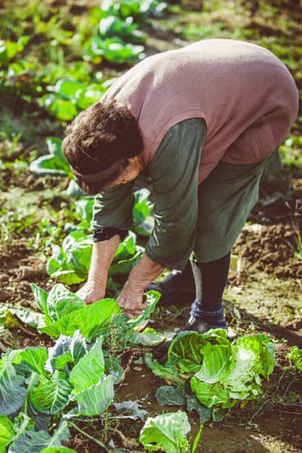 A Collection of Poems Celebrating the Beauty of Nature's Bounty