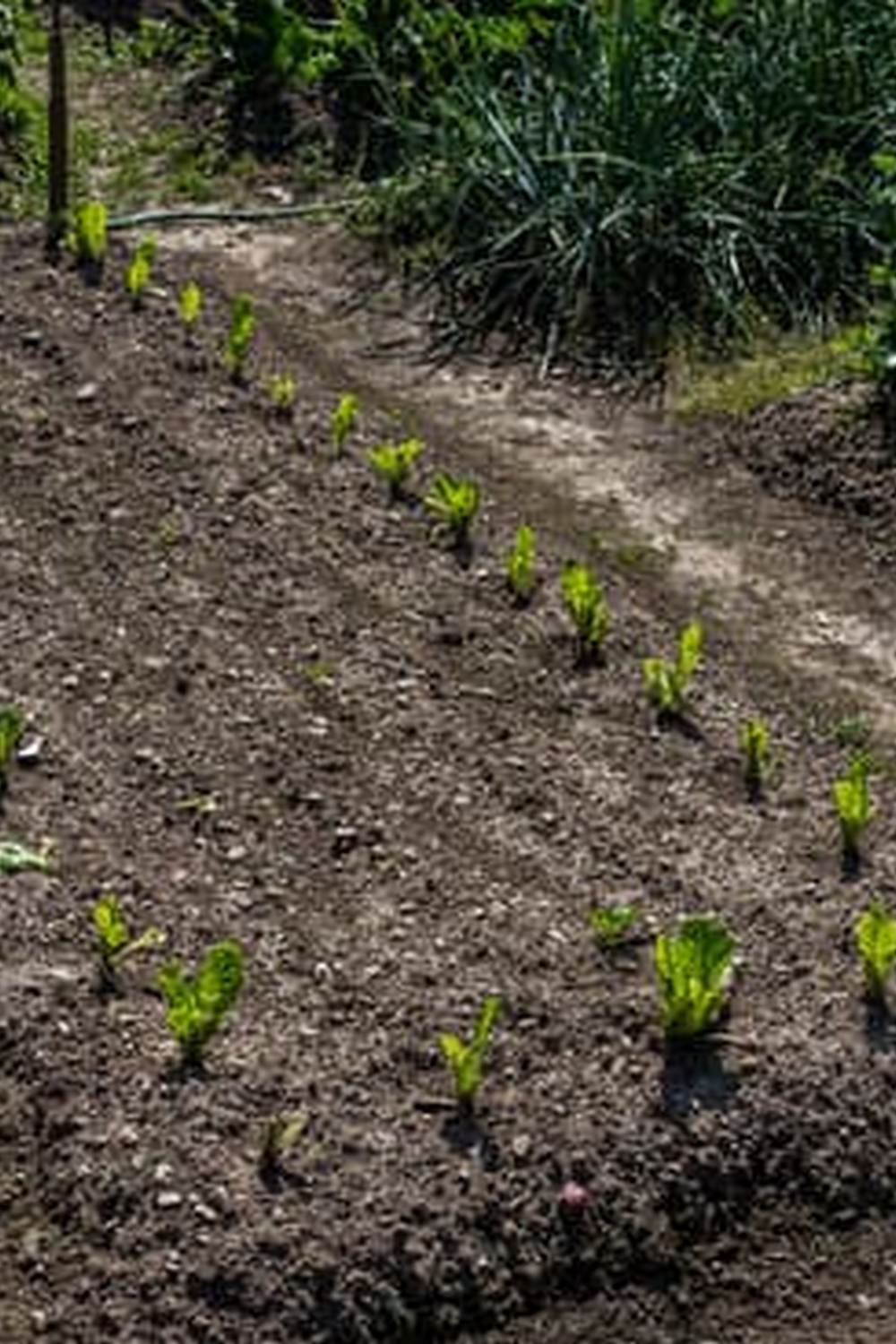 essential guide for beginners