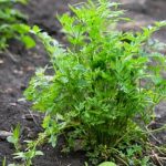 Organic, sustainable practices for growing traditional crops