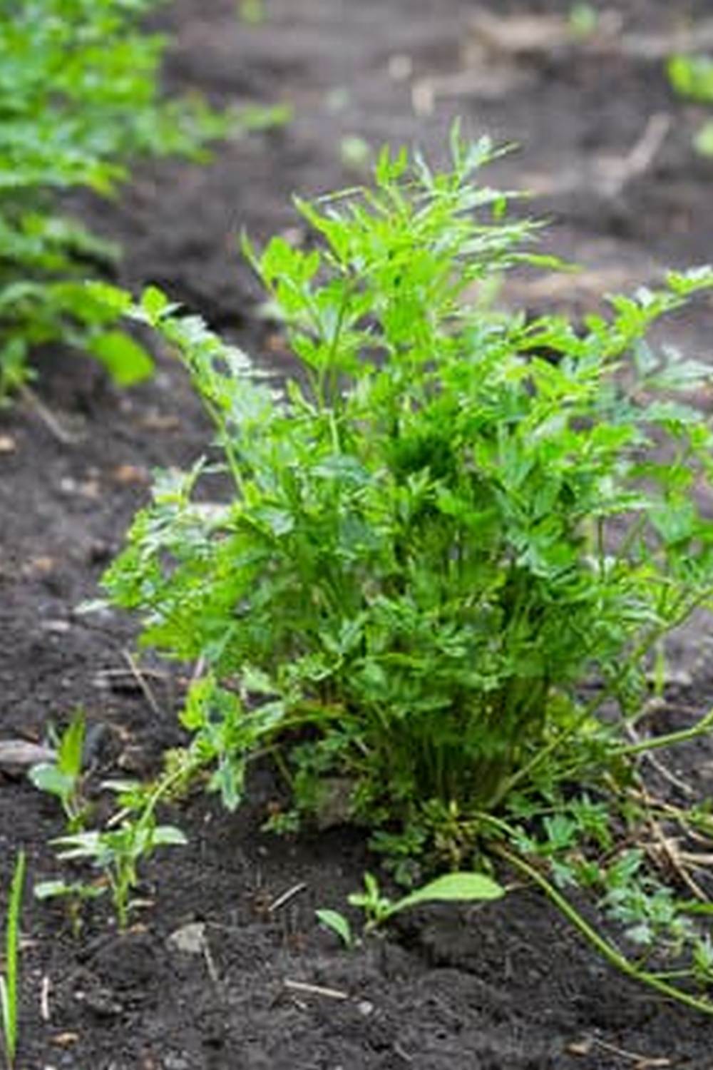 Organic, sustainable practices for growing traditional crops