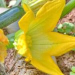 Cicadas and vegetable gardens buzzing with life and growth