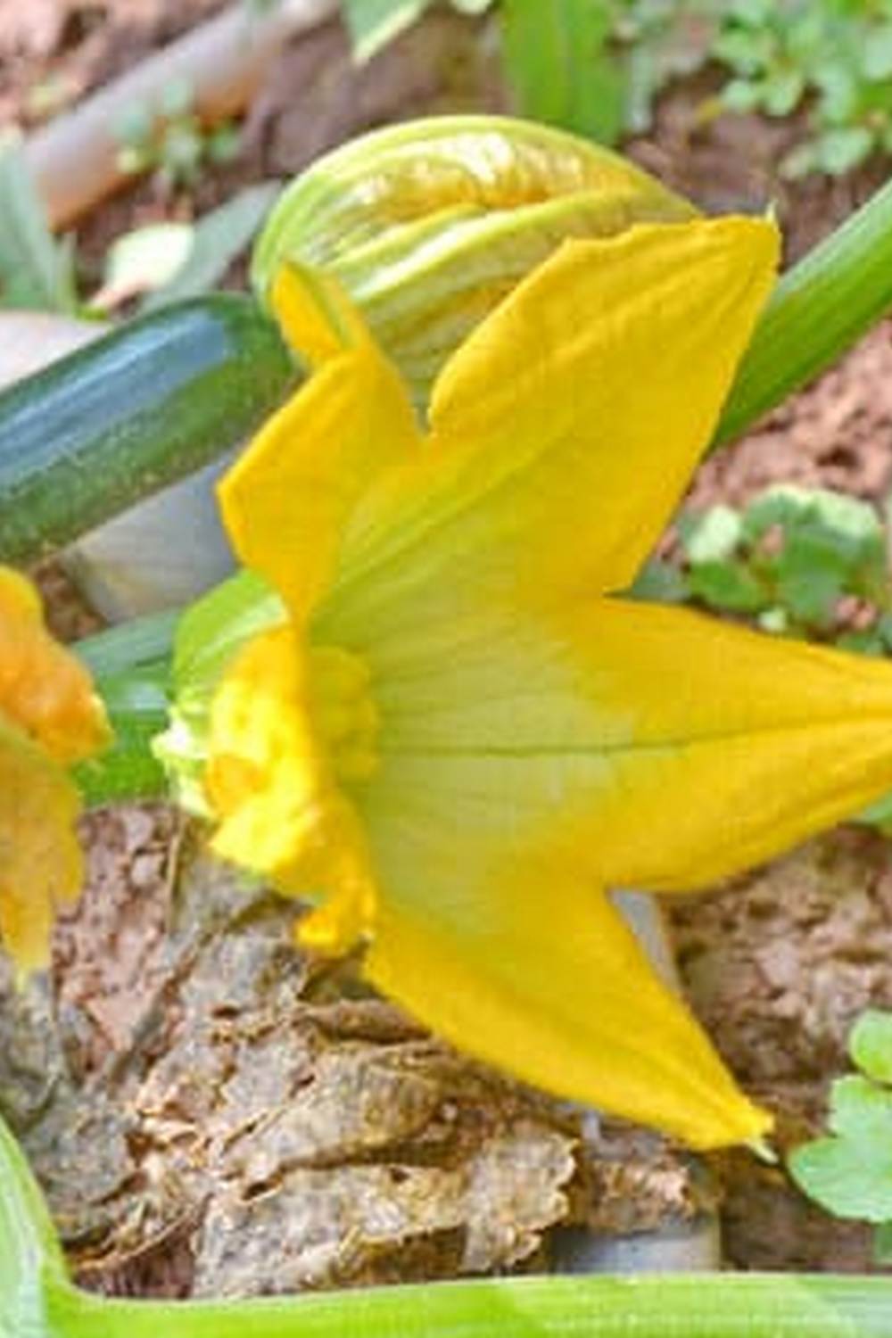 Cicadas and vegetable gardens buzzing with life and growth