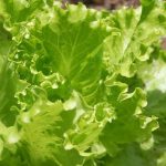 A beginner's guide to growing fresh produce at home