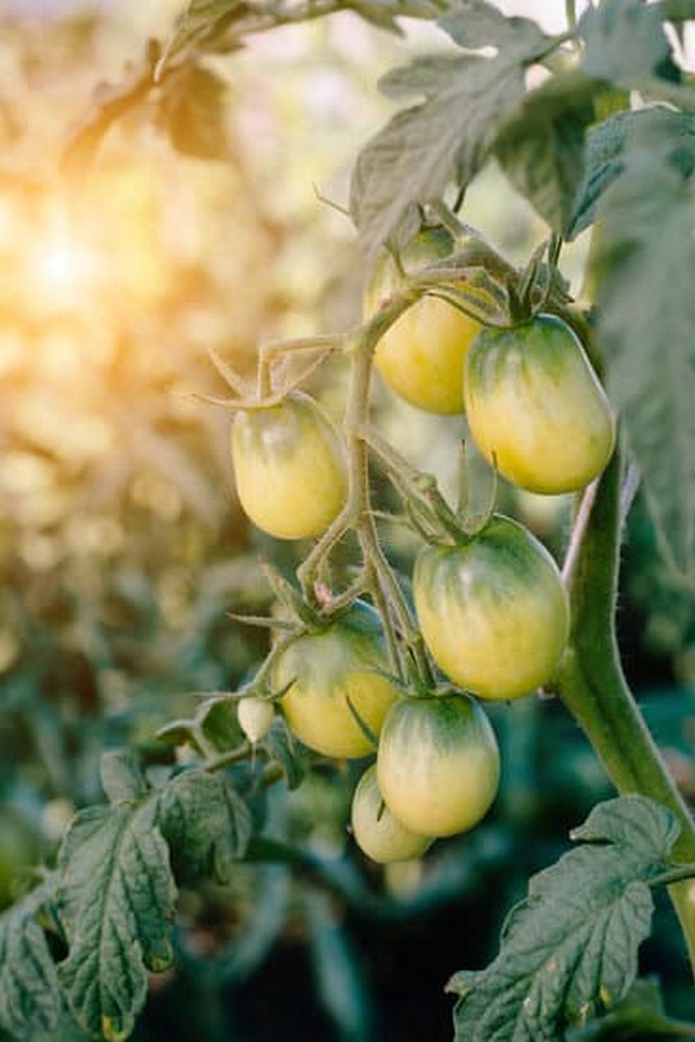 Can You Use Preen in Vegetable Gardens 1 A Guide to Using Preen for Weed Control in Your Veggie Patch