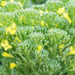 Cultivating Fresh, Organic Produce