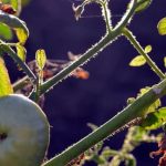 Nutsedge Control in Vegetable Gardens Techniques, Tips, and Products