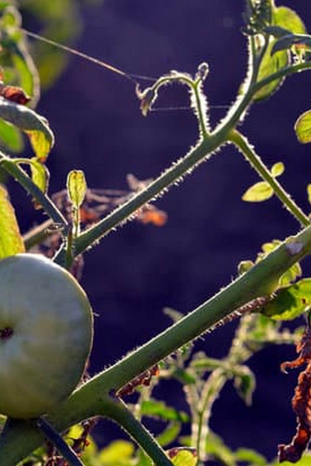 Techniques, Tips, and Products