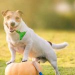 a step-by-step guide to a thriving garden