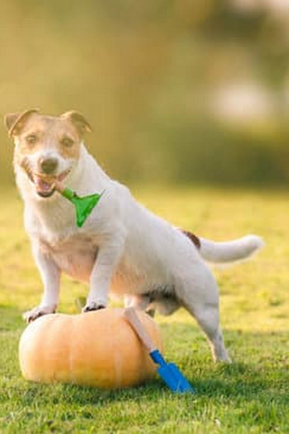 a step-by-step guide to a thriving garden