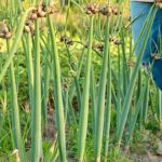 Rain Barrels in Vegetable Gardens Enhance sustainability with rain barrels in vegetable gardens for eco-friendly watering and conservation
