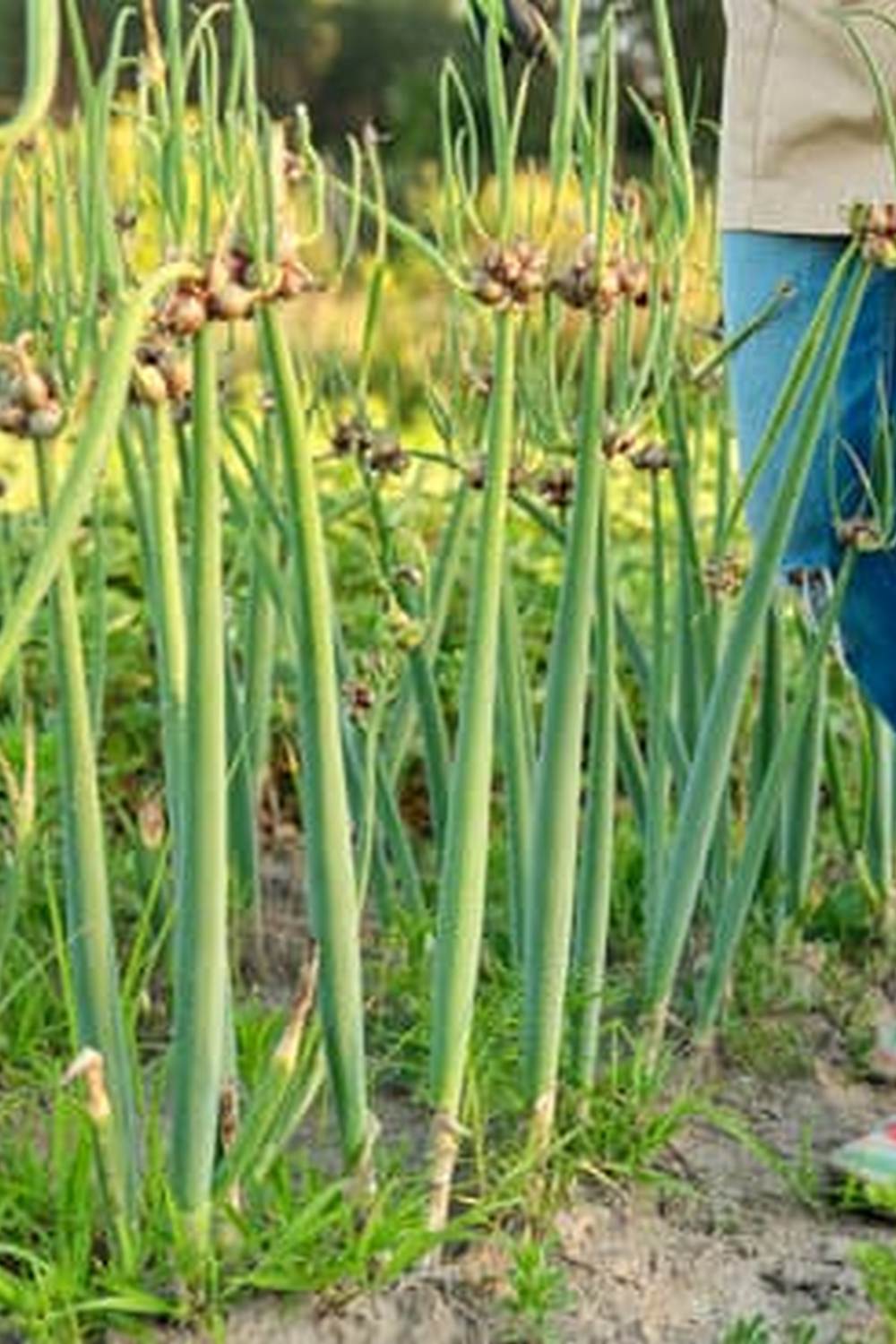 Enhance sustainability with rain barrels in vegetable gardens for eco-friendly watering and conservation