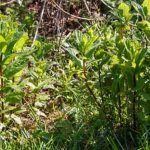 Organic Vegetable Gardening Videos Step-by-step organic vegetable gardening videos for beginners and experts alike