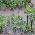 Rich, loamy soil perfect for thriving vegetable gardens - BEST SOIL FOR VEGETABLE GARDENING