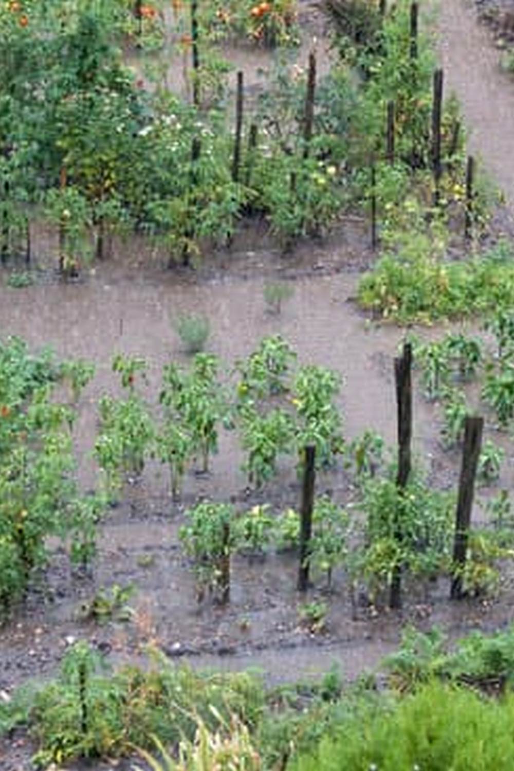 Rich, loamy soil perfect for thriving vegetable gardens - BEST SOIL FOR VEGETABLE GARDENING