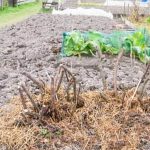 Maximizing crop growth with shade cloth for vegetable gardens