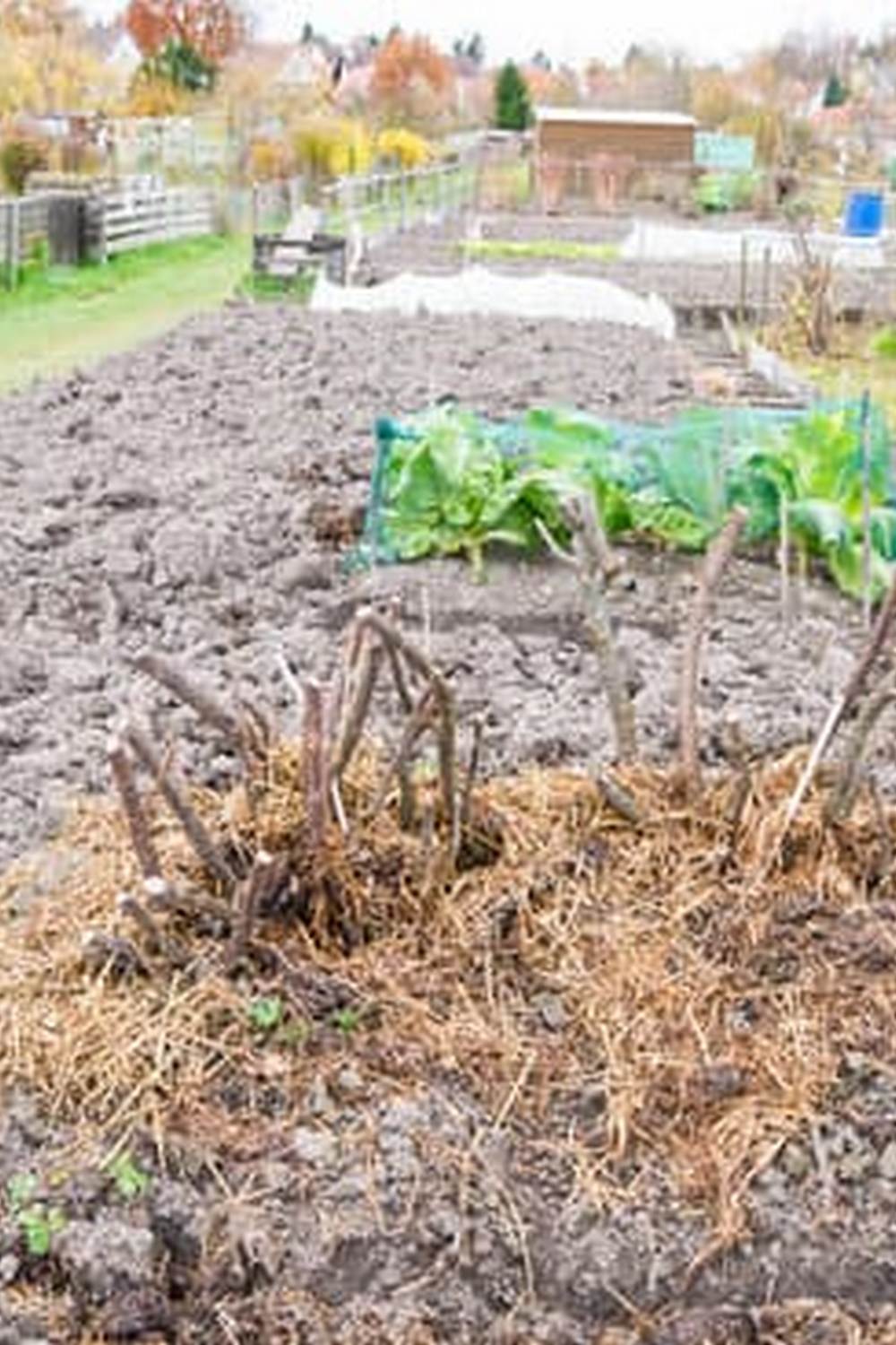 Using Shade Cloth Vegetable Gardens 1 Maximizing crop growth with shade cloth for vegetable gardens