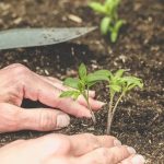 Organic vegetable plants at West Jefferson NC nursery for sustainable gardening
