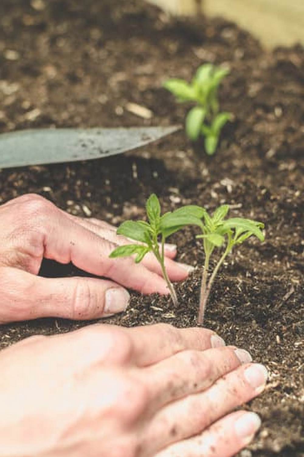 Organic vegetable plants at West Jefferson NC nursery for sustainable gardening