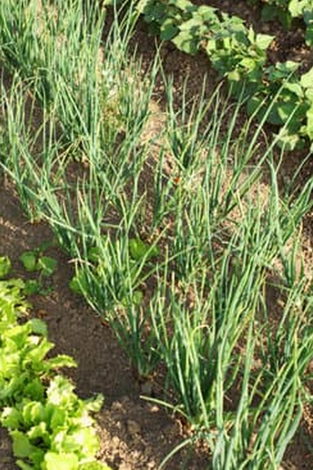 ARE SNAILS BAD FOR VEGETABLE GARDENS