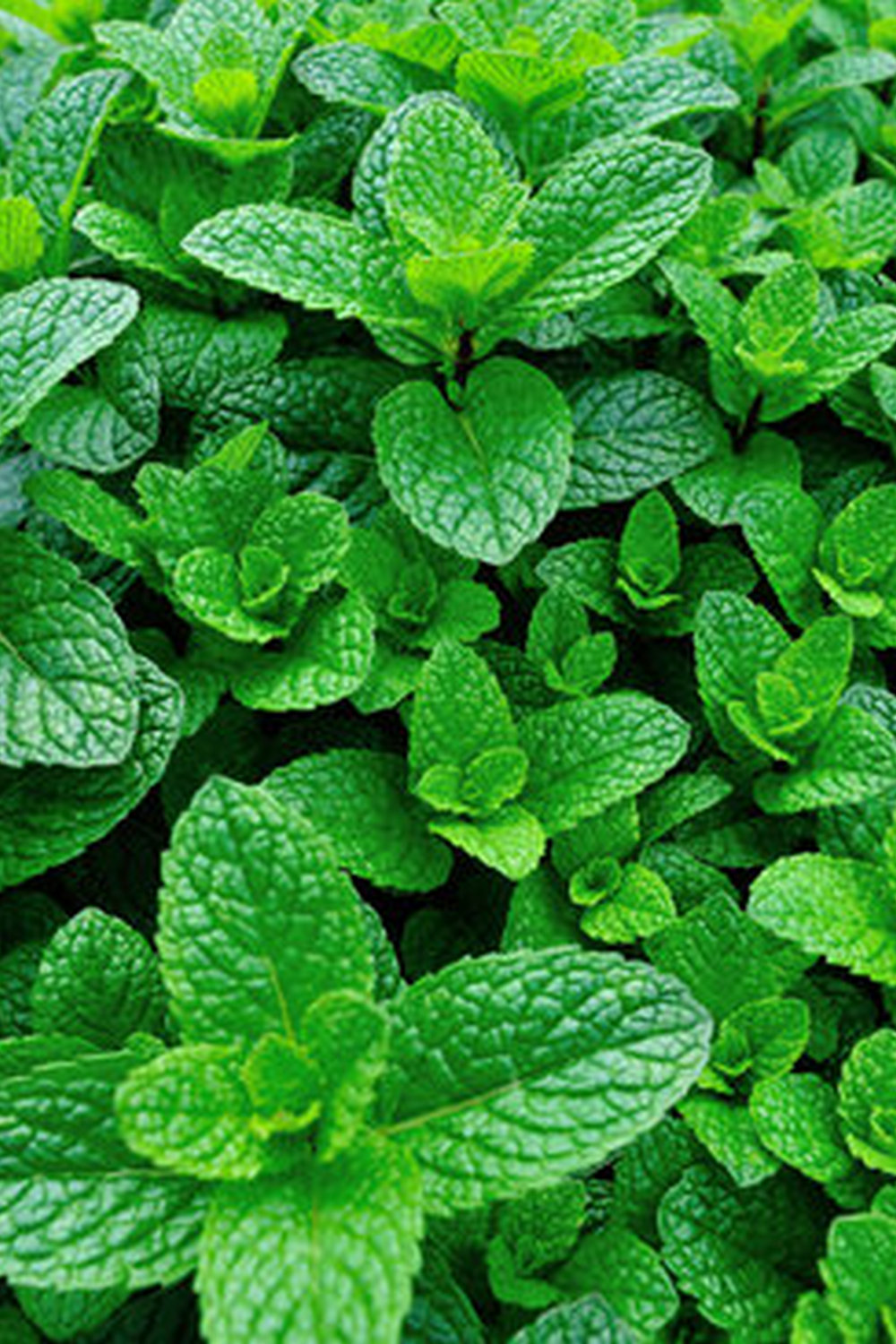 Tips for growing a thriving garden in your Florida backyard