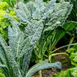 Tips for enhancing soil health and fertility