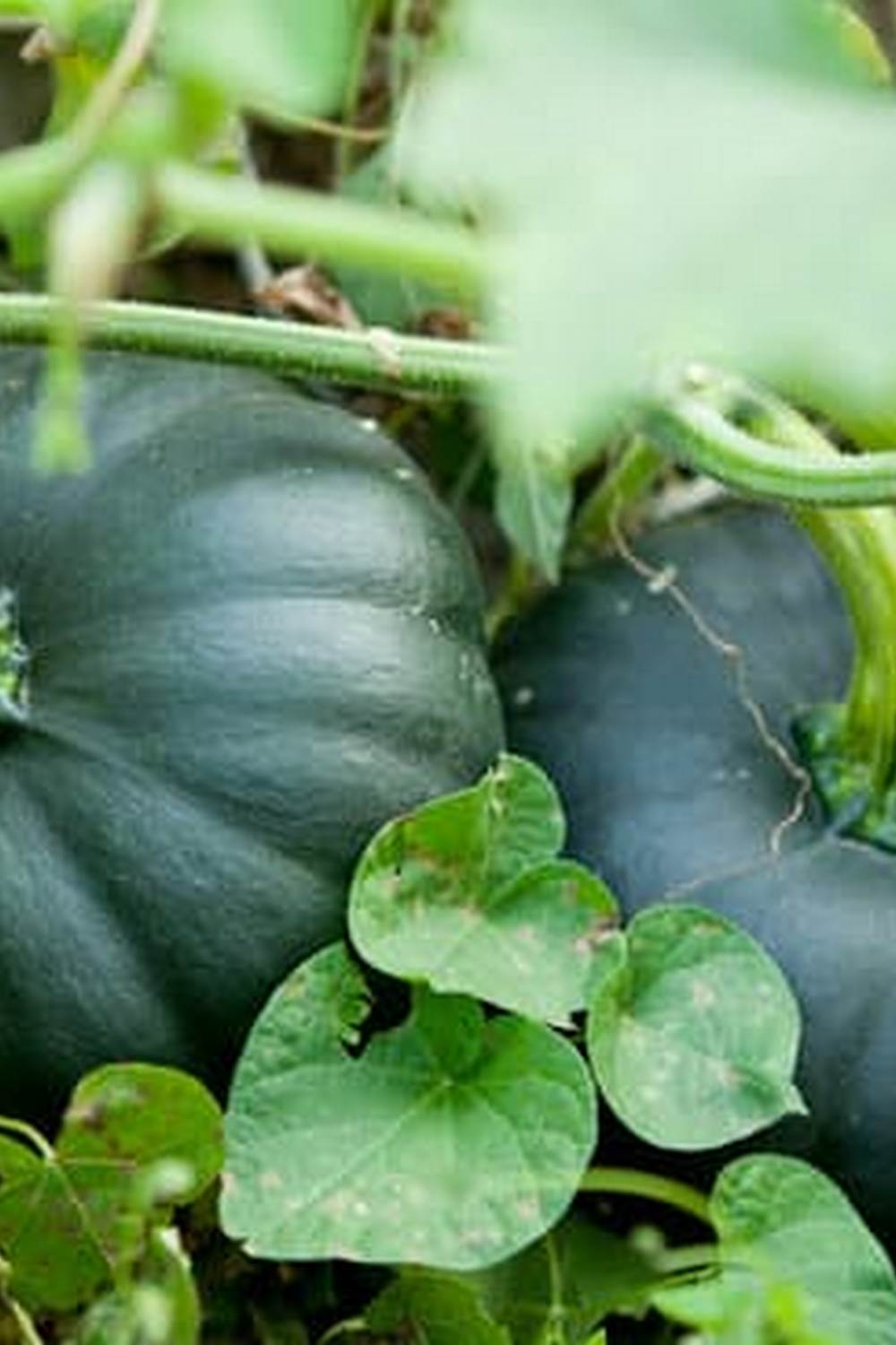 What You Need to Know