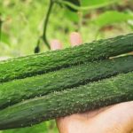 Tips, Techniques, and Advice