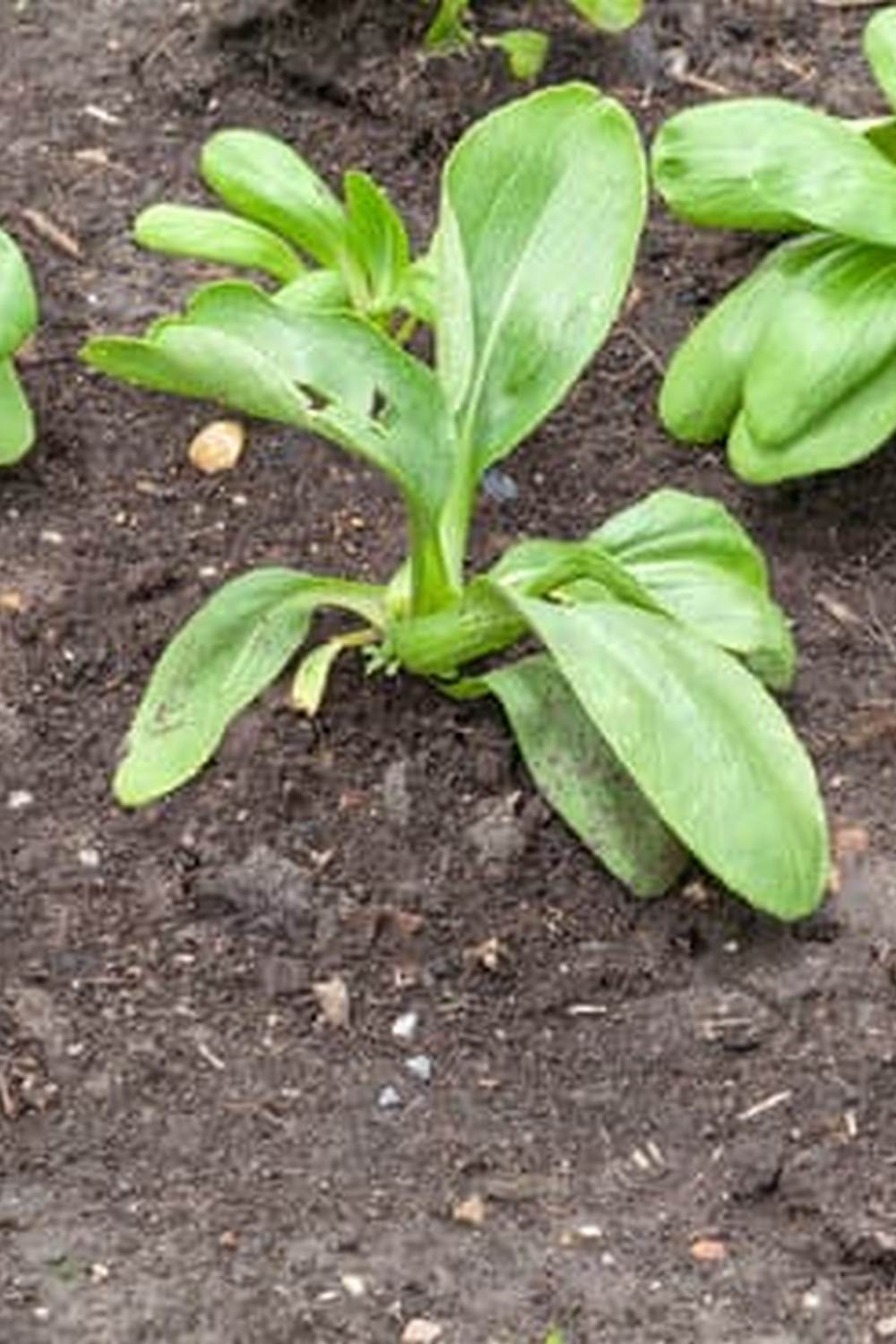 Beautiful UGA Vegetable Gardening showcasing diverse crops, sustainable practices. #UGAVegetableGardening