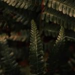 ripe tomatoes, vibrant pumpkins, and lush greens in my vegetable garden September harvest