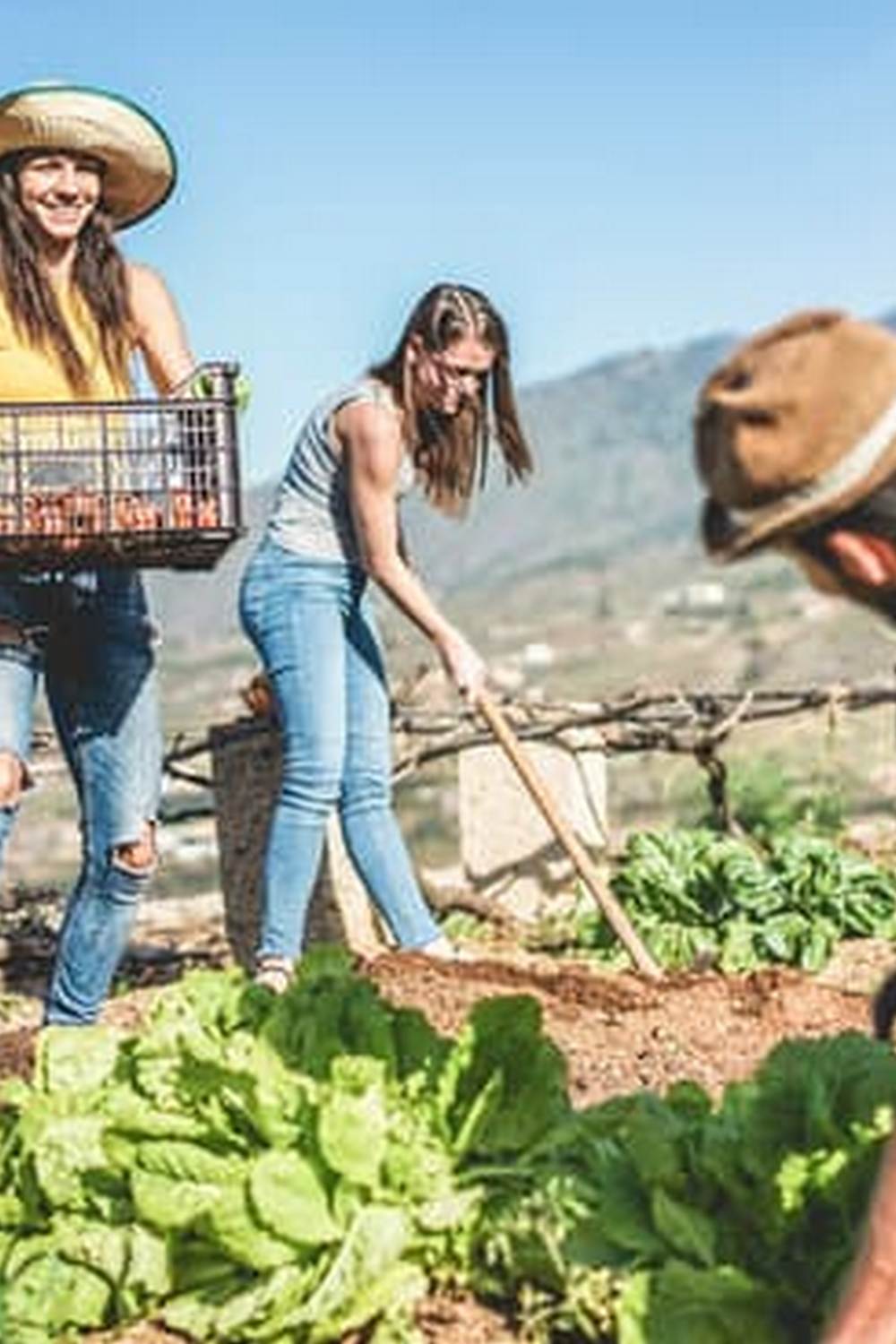 Thriving vegetable garden at Three Houses - the perfect spot for gardening enthusiasts