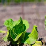 Why Diatomaceous Earth Is Good for Vegetable Gardens
