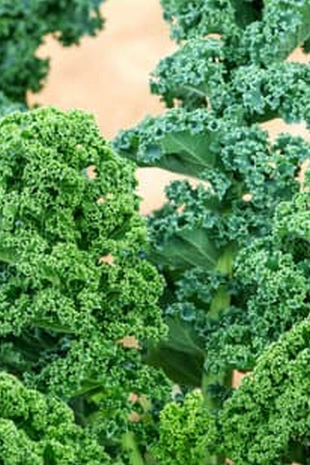 Sustainable gardening for urban living