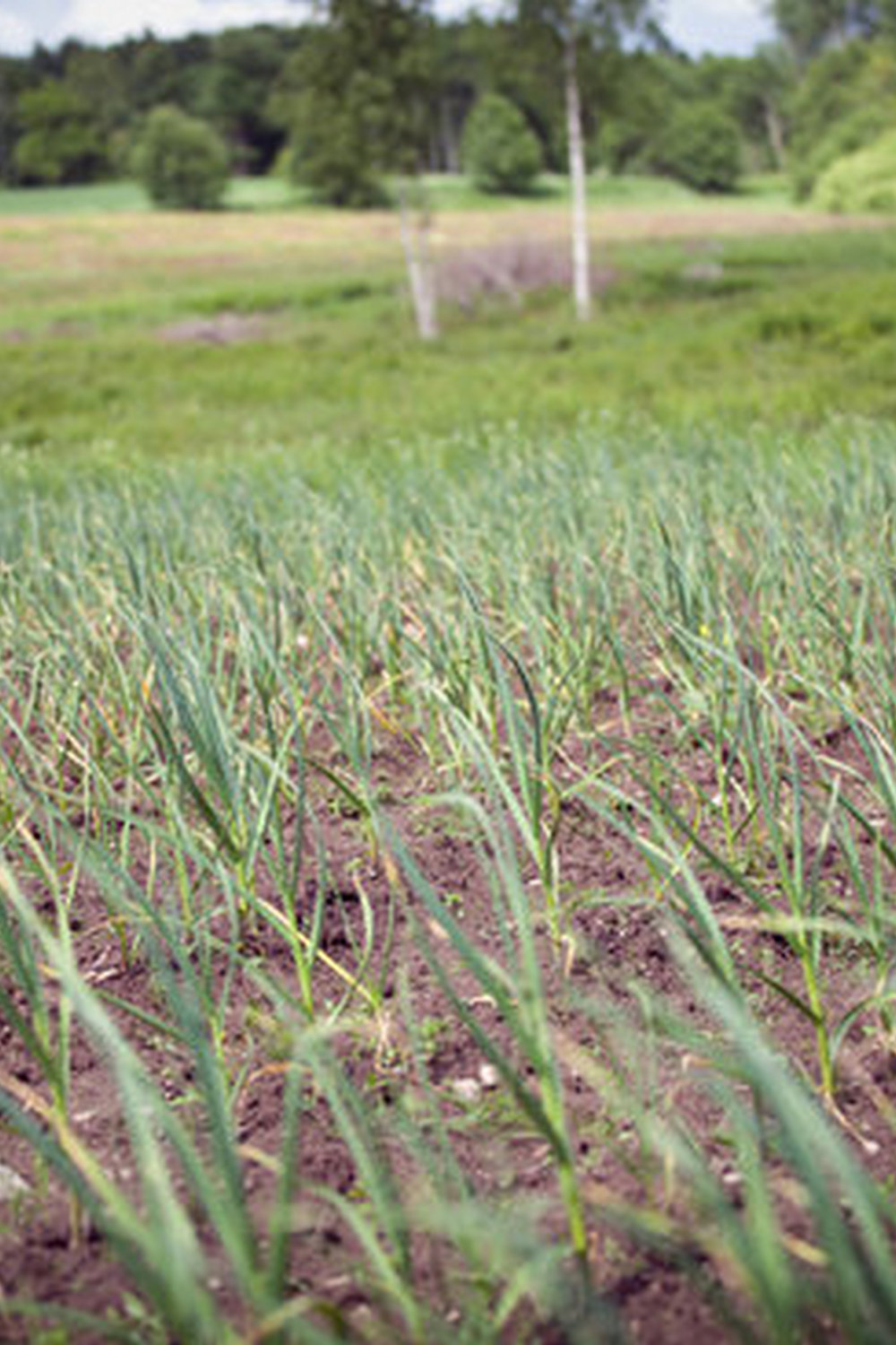 maximizing space, water efficiency, and soil quality