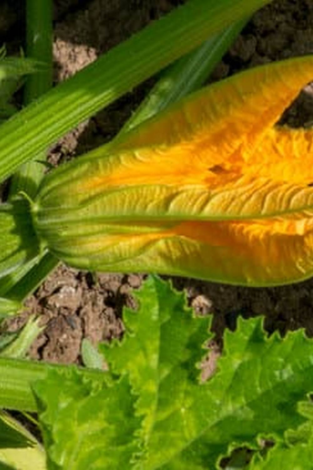 Tips for a Bountiful Harvest in Cold Climate