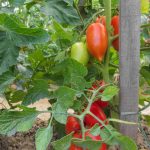 Choose Burpee Seeds for your vegetable gardening needs