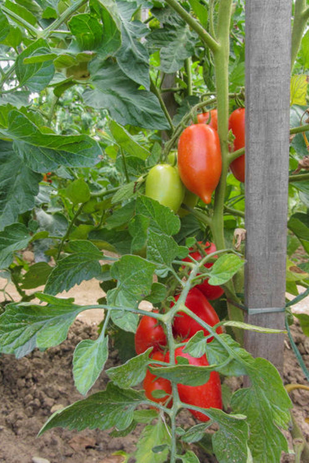 Choose Burpee Seeds for your vegetable gardening needs