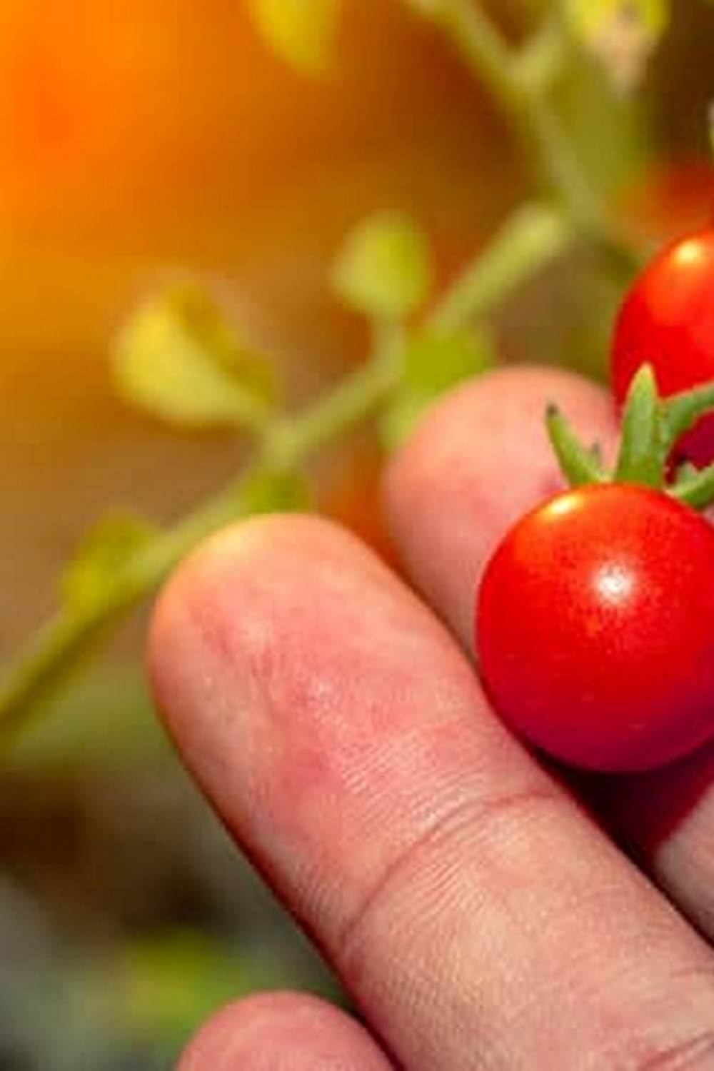 Harvesting, Planting and Care for Fall Crops