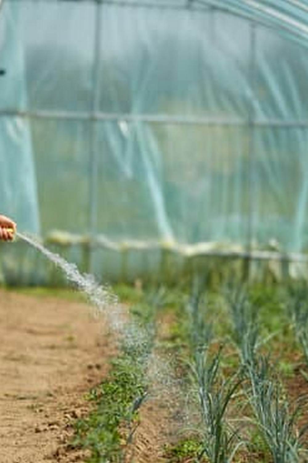 Explore vegetable gardening tips and tricks on BBC.co.uk, the ultimate guide for beginners and experts alike