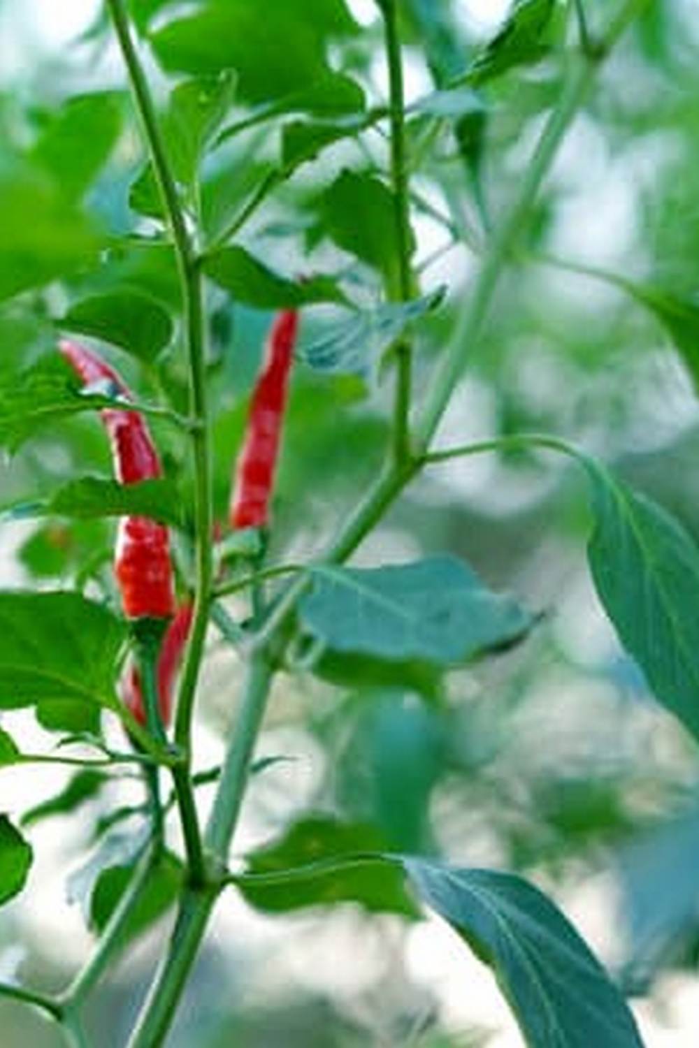 Lush vegetable and fruit garden with organic produce for sustainable living