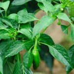 a comprehensive list for successful gardening