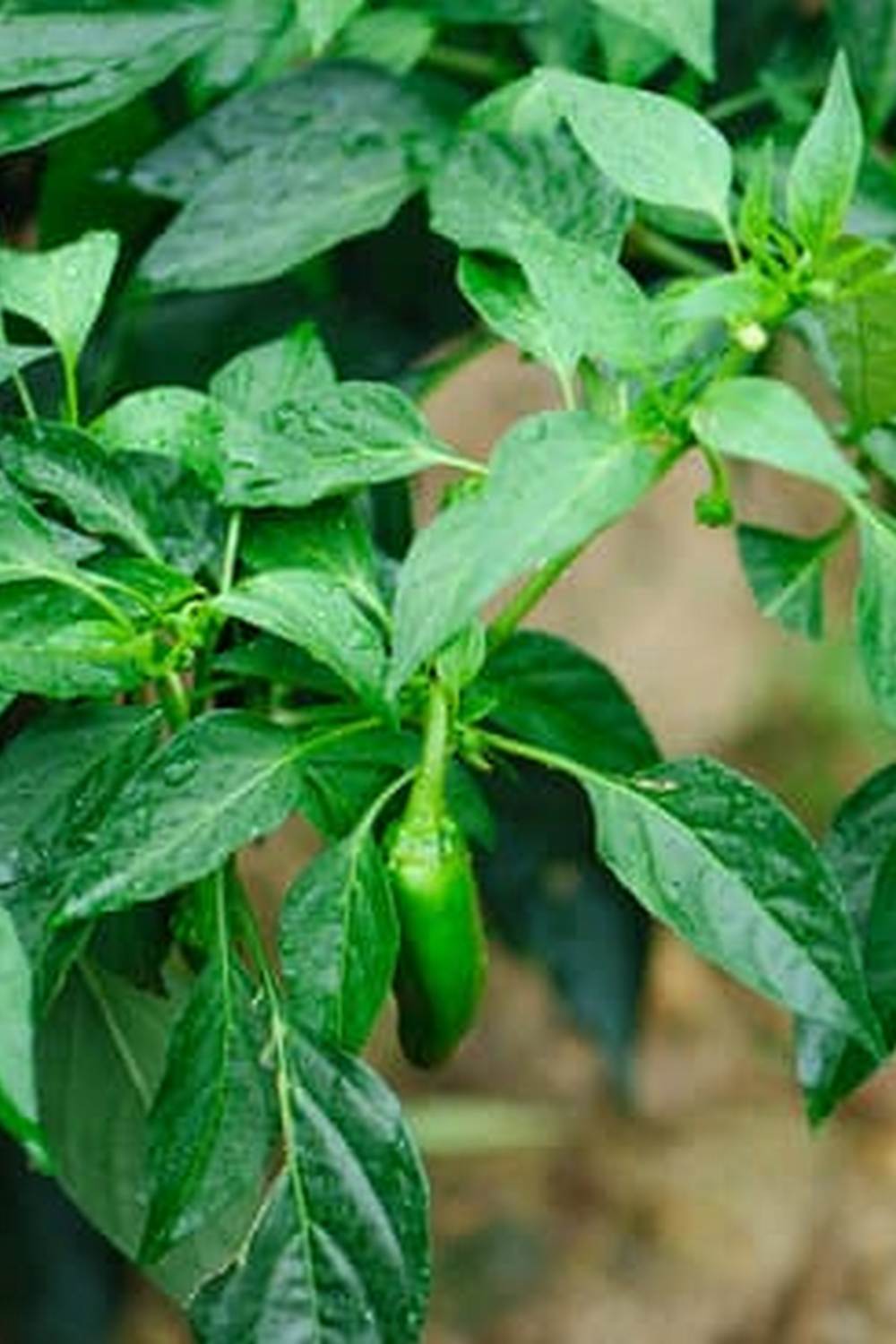 a comprehensive list for successful gardening