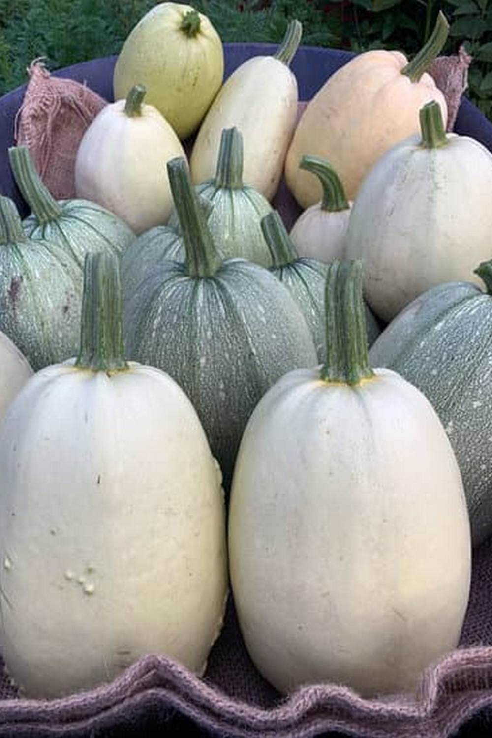 Learn SECRETS TO VEGETABLE GARDENING from expert growers - valuable insights for your green thumb success