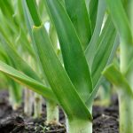 High-efficiency LED grow lights perfect for indoor vegetable gardens, ensuring optimal growth and yield