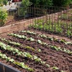 Vibrant winter vegetable garden with cold-hardy crops growing during the snowy season
