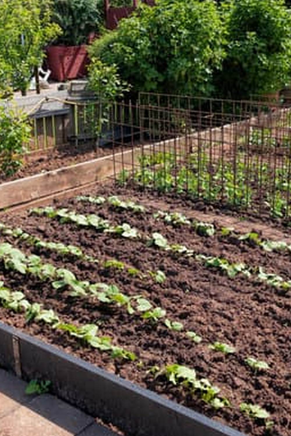 Vibrant winter vegetable garden with cold-hardy crops growing during the snowy season