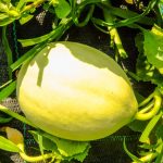 A practical tool for organizing and tracking seasonal planting and harvesting