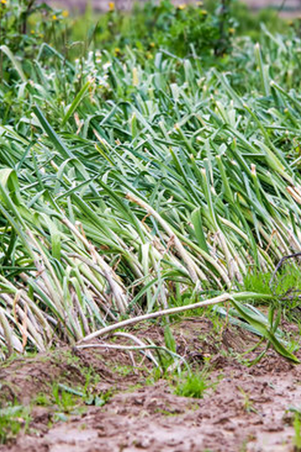 Creating sustainable communities through integrating Indigenous vegetable gardens for food sovereignty and cultural revitalization