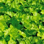 Delicious Better Homes and Gardens Vegetable Soup Recipe - A Healthy and Hearty Dish